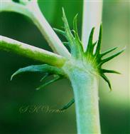  Stipules
